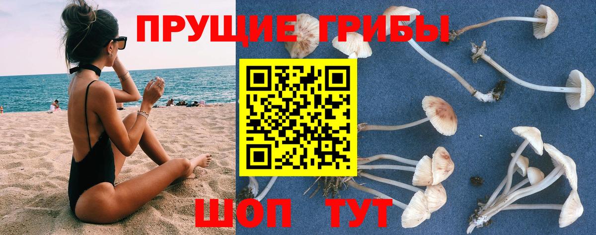 Дубна  Псилоцибиновые грибы Cubensis  Вход с VPN 